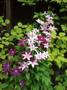 Клематисы. 