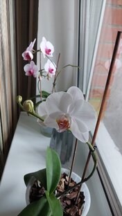 Орхидеи 🌸🌸🌸