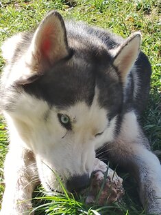 Про животных 