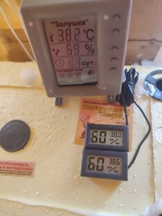 Инкубация утиных яиц(голубой фаворит) 