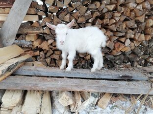 Дневник одной козявки