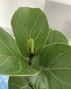 Полезное про растения