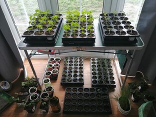 Спартанский огород