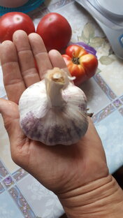 ЧЕСНОК, выращивание.