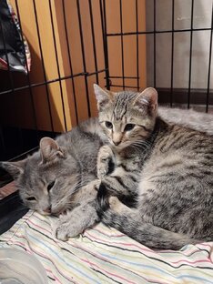 Серая кошка с котятами из подвала