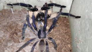 Парим пауков птицеедов