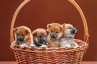 Выпускники ( "детки")