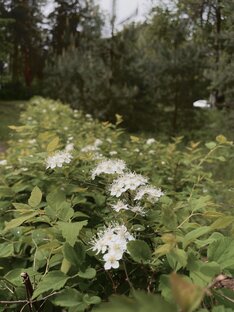 green witch aesthetic 