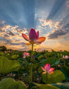 Национальные символы Индии