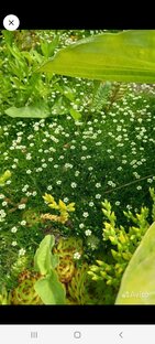 Обзор растений для сада.