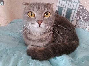 О кошках. 