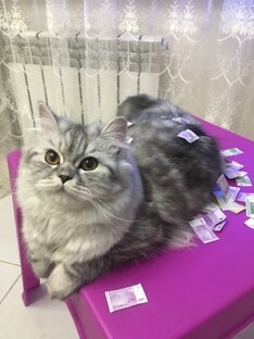 Кошка Стейси 