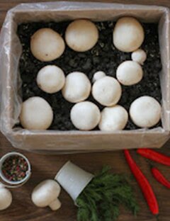 Грибы - грибочки... 