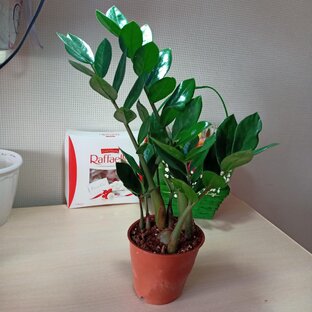 Растения. Пересадки. 