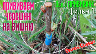 Секреты Садовода - Всё о ПРИВИВКАХ моих ДЕРЕВЬЕВ.