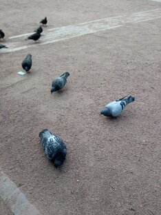 Звуки города 