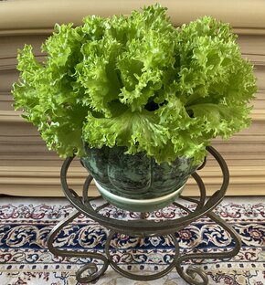 Зелень на подоконнике 