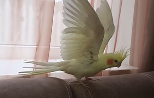 Животные