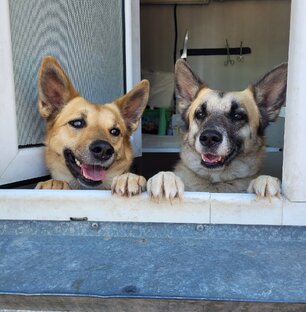 Будни приюта "Шанс"