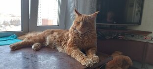 Курама великолепный