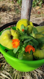Плодовые деревья и кустарники