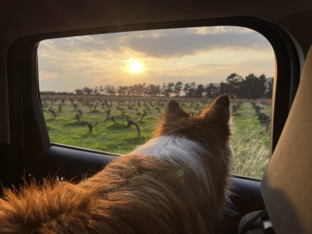 Автопутешествия с собакой