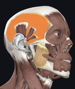 Височные мышцы