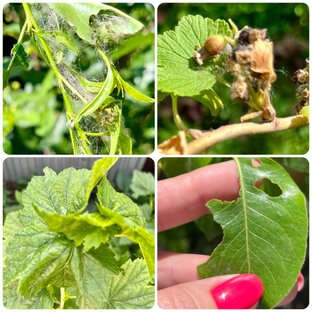 Вредители растений