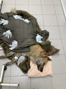 Дека, отравленная собака с ТЦ АКварель