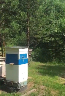 Пасека Поюжья