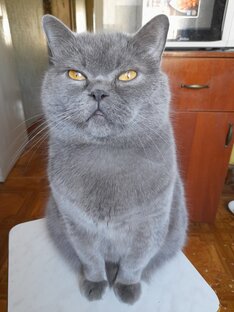 Кот Семён 