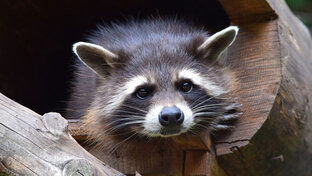 видео с животными