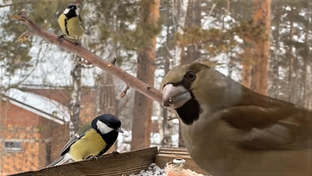Бердвотчинг, наблюдение за птицами.