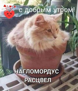 Смех продлевает жизнь. 