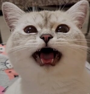 Видели ли видео?