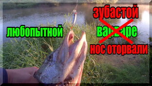 Ловля щуки на спиннинг.
