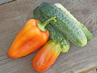 Садовод на огороде