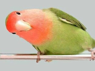 Семейная Рассказочная