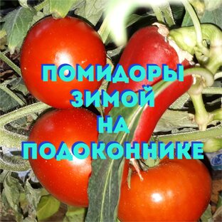 Огород на подоконнике