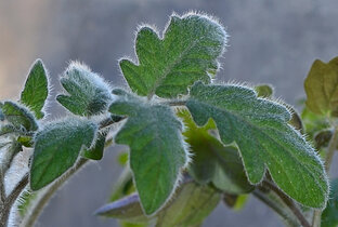 Рассадный сезон 2023г.