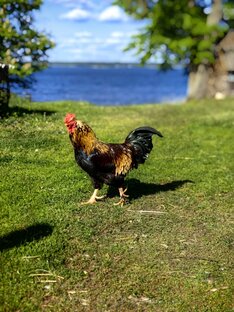 Лето в деревне (на озере Селигер)