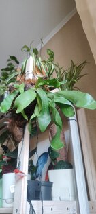 Платицериум 