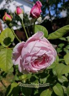 Всё о розах