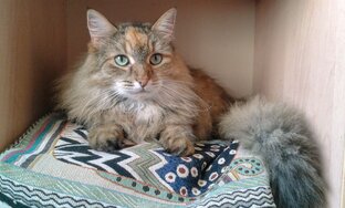 Полезное для кошачьих и собачьих мам и пап