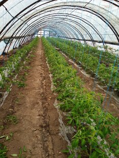 Растениеводство 