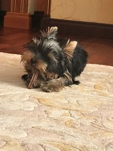 🐶💕🐶💕🐶💕🐶🐶💕🐶