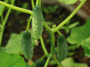 Огурцы, кабачки, тыквы