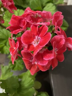 Пеларгонии