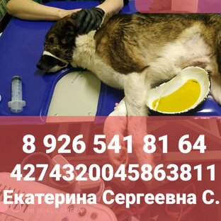 Мы их спасли!