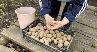 Дела огородные и садовые.